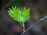 Zwei junge Blatttriebe sprießen aus Zweig